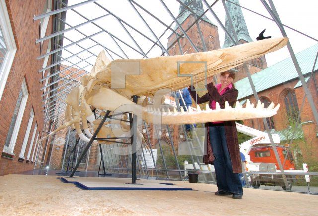 FF22_LuebeckNaturMuseum1_0100.jpg