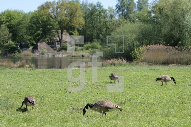 JG08_Molfsee25_0125.JPG