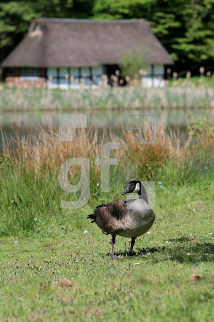JG08_Molfsee29_0110.JPG