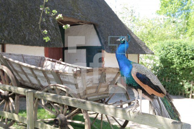 JG08_Molfsee33_0160.JPG