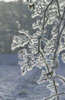 EC09_Winter03_0715.jpg