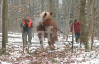 ED07_Rueckepferd_0911.JPG