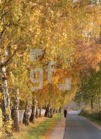 EL29_HerbstPi01_0100.jpg