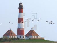 FF99_Westerhever03_0200.jpg