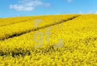 FG17_Raps01_0120.jpg