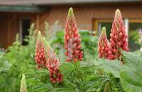 FH04_Garten_0929.JPG