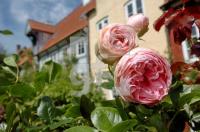 FI15_RoseHinterhof_0124.jpg