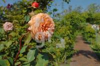 FK03_Rosarium11_0122.jpg