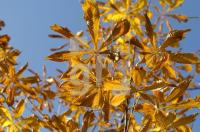 FL21_Herbst3_0147.jpg