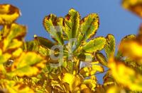 FL27_Herbst01_0128.jpg