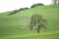 FM09_LandschaftLauen01_0126.jpg