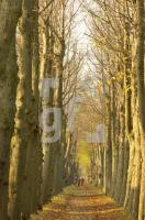 FM11_Lindenallee01_0127.jpg