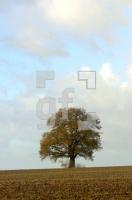 FM13_Eiche1_0126.jpg