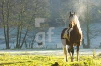 FM14_Herbstpferd_0122.jpg