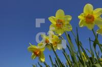GF26_Narzissen01_0182.jpg