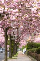 GG02_Fruehling_0778.jpg