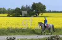 GG14_Reiter_0114.jpg