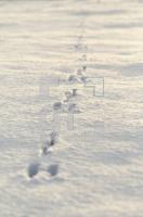 GN27_Hase_0116.jpg