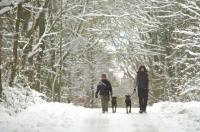 GN29_Wald02_0187.jpg