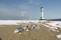 HE04_Winter11_0136.jpg
