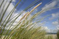 HJ30_Sylt74_0112.JPG
