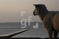 HK99_Nordstrand05_1316.jpg