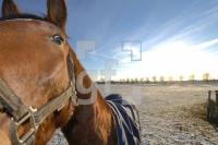 IC25_Winter01_0147.JPG