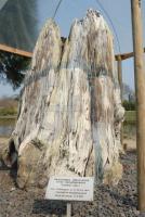 IE29_Aboretum01_0900.jpg