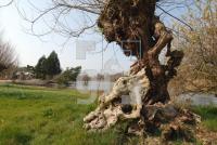 IE29_Aboretum11_0900.jpg
