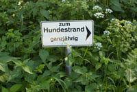 IH11_Hund01_0145.jpg