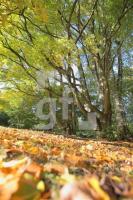 IL14_Herbst01_0193.JPG