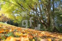IL14_Herbst02_0195.JPG