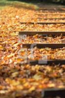 IL14_Herbst03_0112.JPG