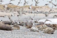 JE10_Helgoland60_0188.JPG