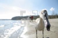 JE26_Schwan01_0147.jpg