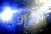 KD01_SeaLife01_0178.JPG