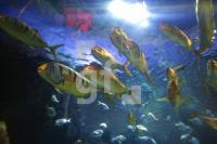 KD01_SeaLife04_0138.JPG