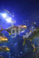 KD01_SeaLife05_0166.JPG