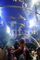 KD01_SeaLife08_0183.JPG