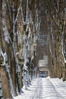 KD14_Allee06_0151.JPG