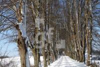 KD14_Allee08_0135.JPG