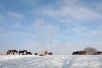 KD14_Pferd01_0110.JPG