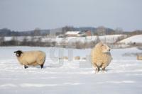 KD14_Winter02_0169.JPG