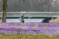 LE18_Krokusse02_0900.jpg