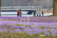 LE18_Krokusse03_0900.jpg