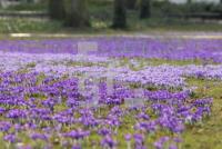 LE18_Krokusse04_0900.jpg