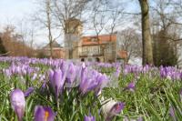 LF02_Krokus03_0147.JPG