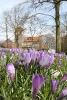 LF02_Krokus04_0151.JPG