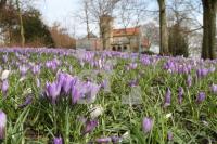 LF02_Krokus05_0154.JPG