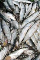 LF10_Fisch01_0155.JPG